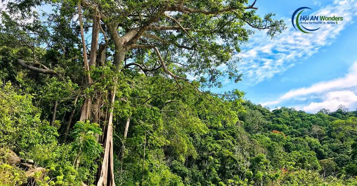 Điểm danh 15 danh lam Cù Lao Chàm "SỐNG ẢO" CỰC CHẤT: View đẹp không tưởng! 12 Cây đa di sản