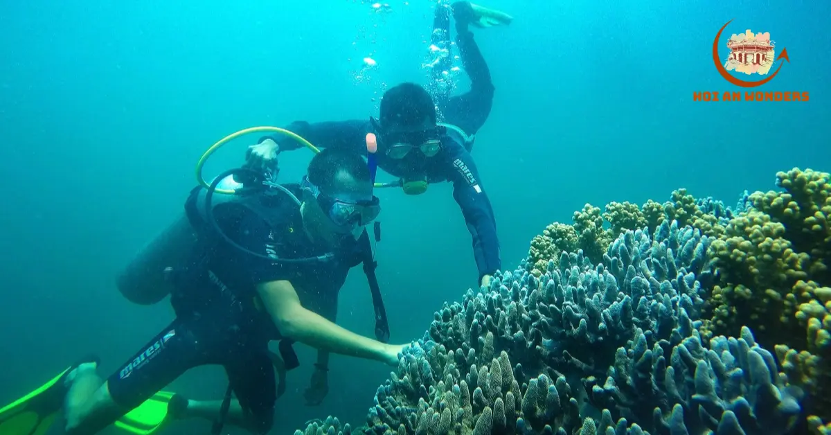 A Snorkeling Paradise 19 Diving areas in Cham Island